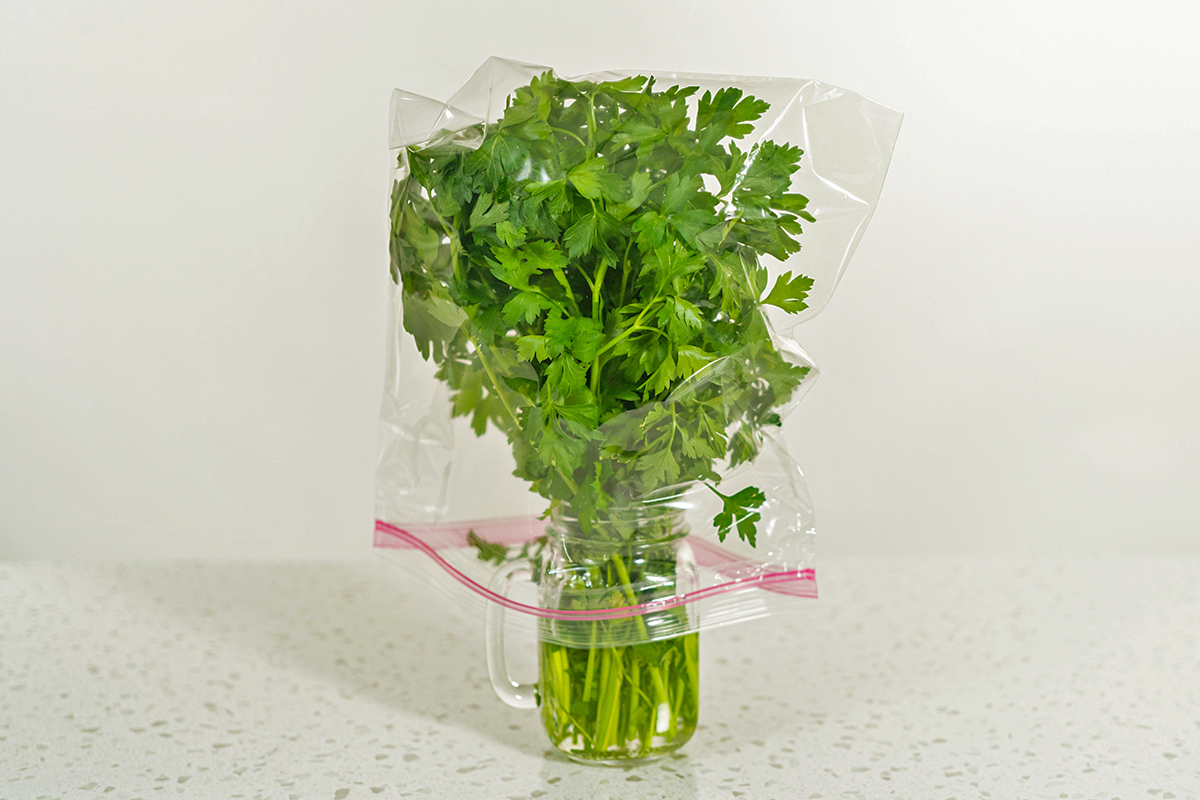A bunch of Italian parsley in a glass mason jar with a handle filled with water. A plastic Ziploc bag is placed over the fresh herbs to protect them from the cold of the fridge.