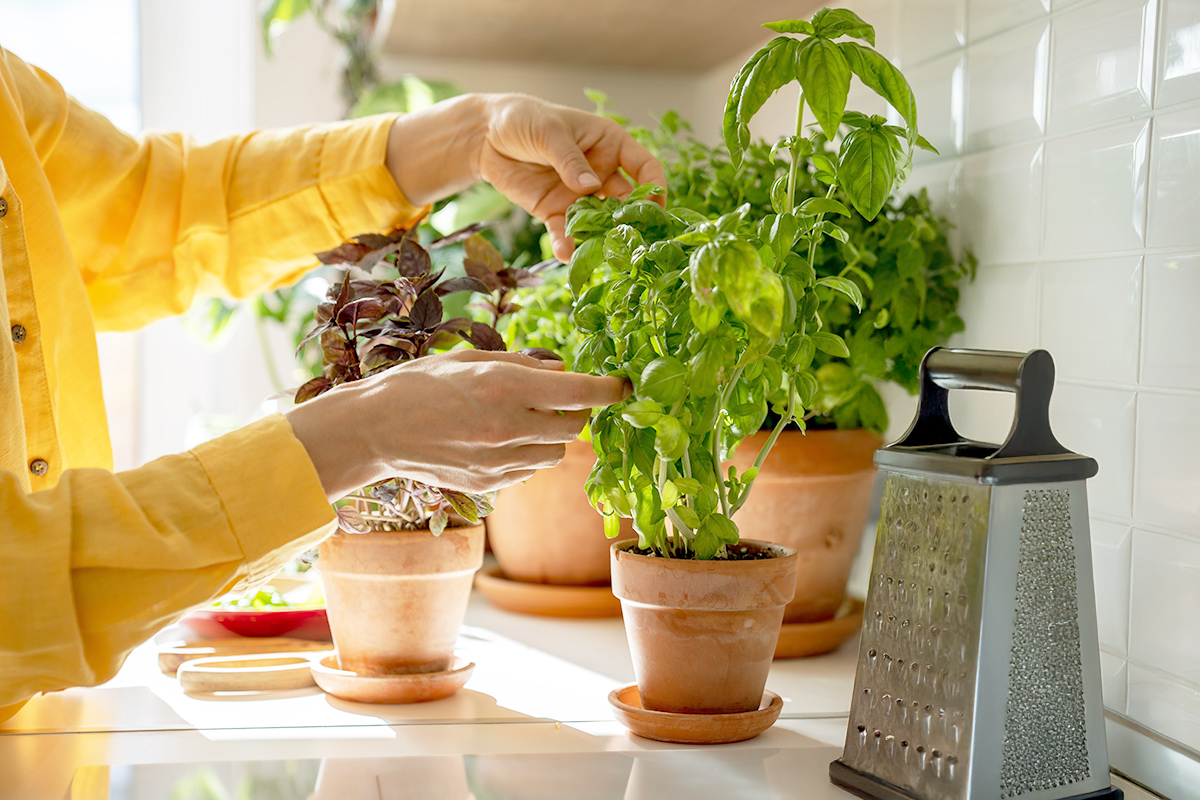 Anonymous person removing basil leaves from a potted plant on their kitchen countertop. There are other potted herbs surrounding it.