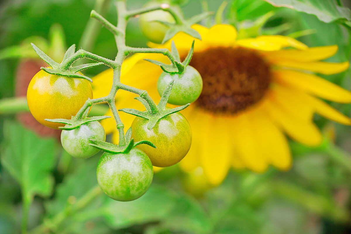 Why Every Gardener Should Practice Companion Planting