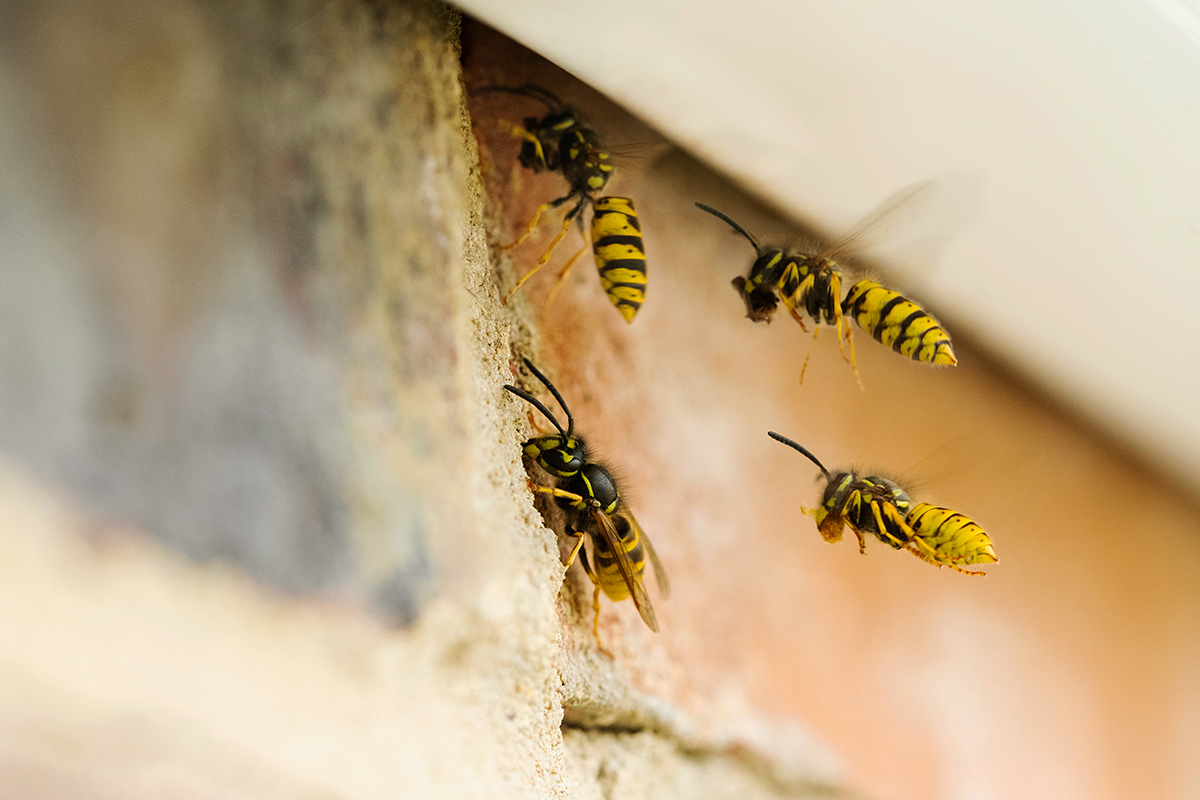 A Fresh-Smelling Way To Keep Wasps at Bay