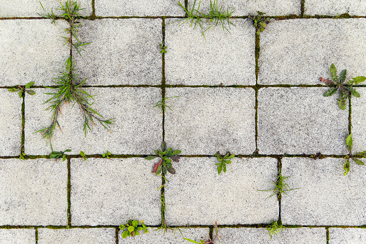 This Natural Method Kills Weeds Instantly