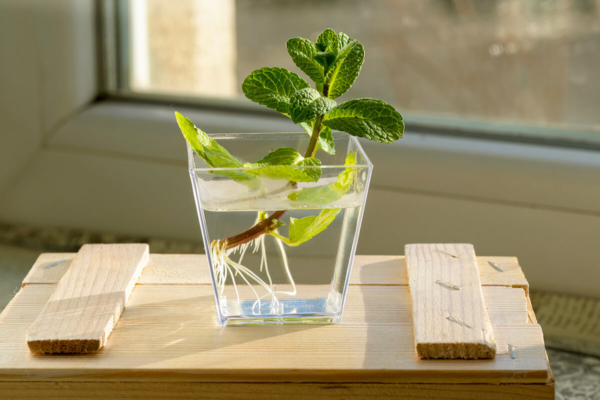 Regrow These Foods From Kitchen Scraps