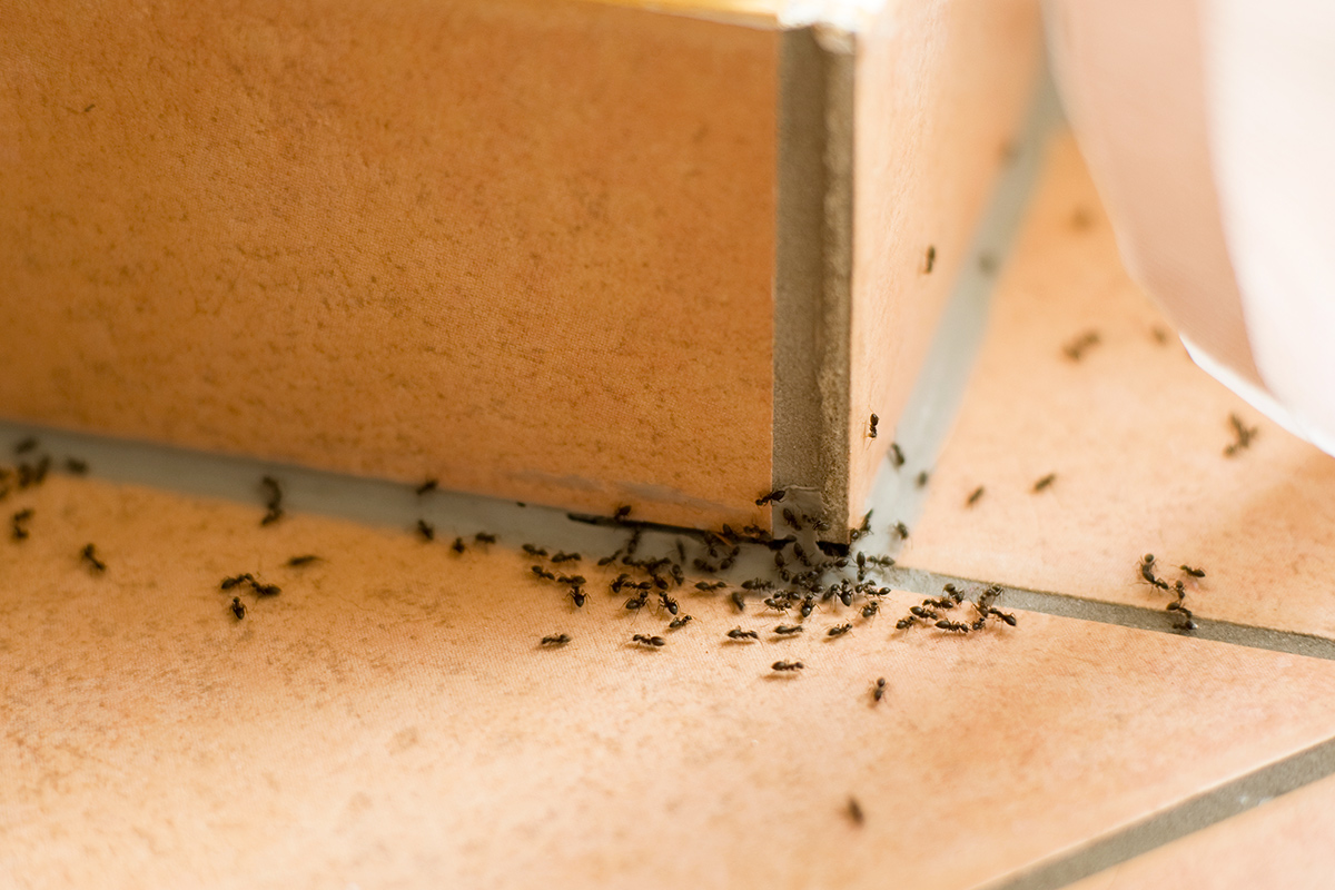 A Powerful Ant Spray With Just Two Nontoxic Ingredients