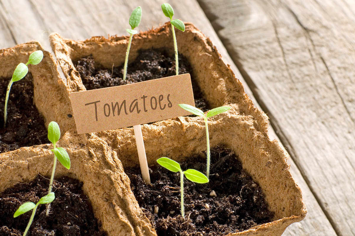 This Tomato Planting Technique Yields Bountiful Harvests