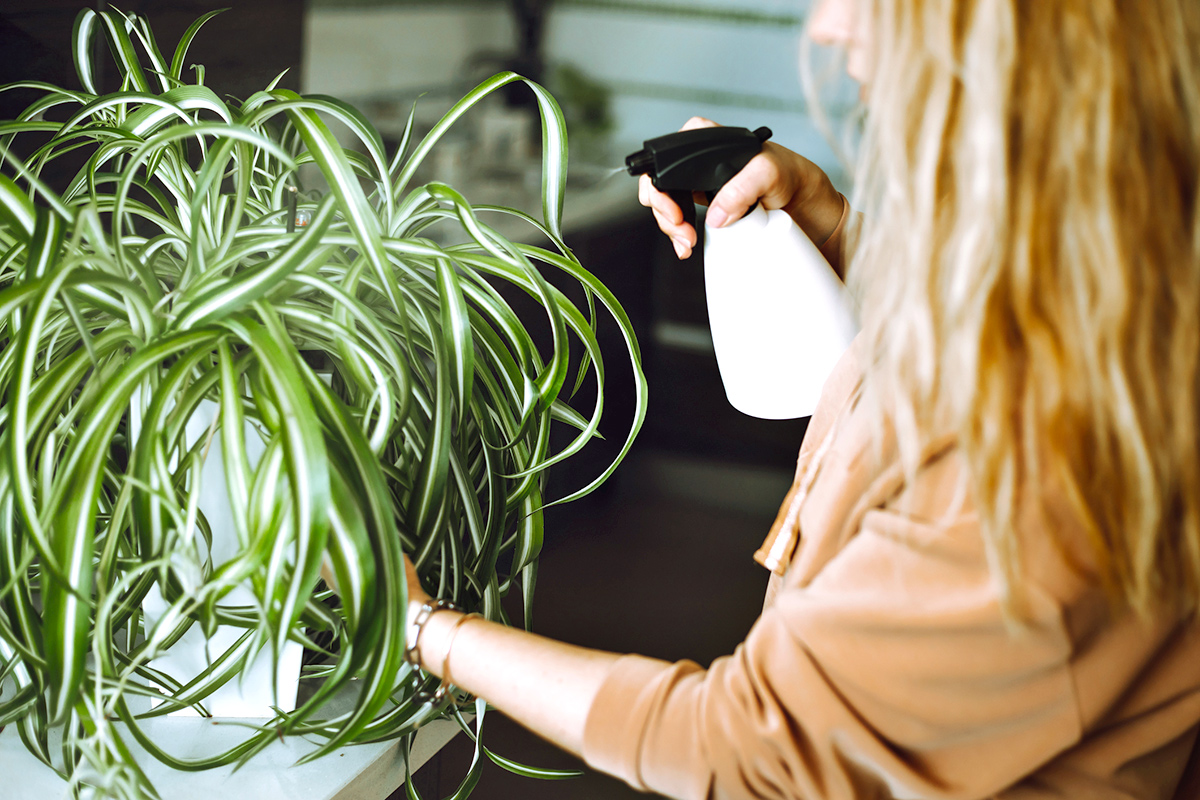 The Best Houseplants for Beginners