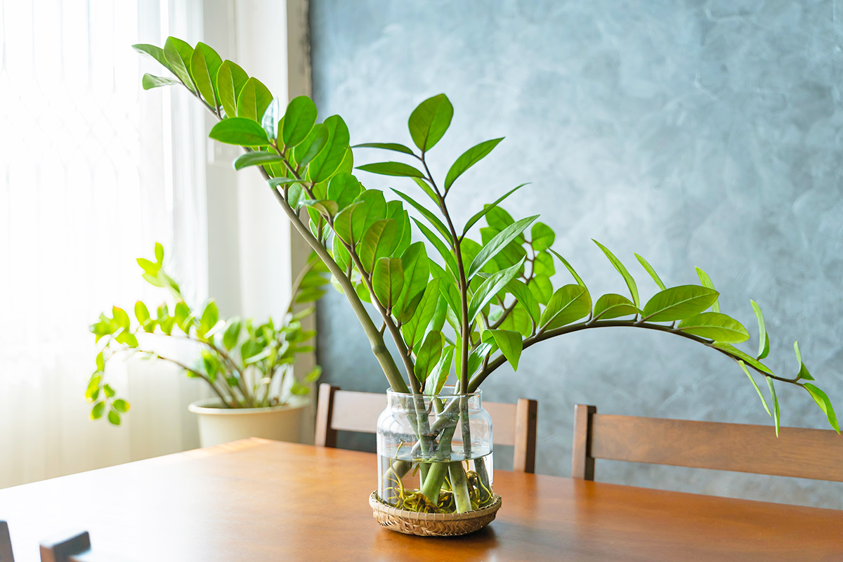 The Best Low-Light Indoor Plants (And How To Care for Them)