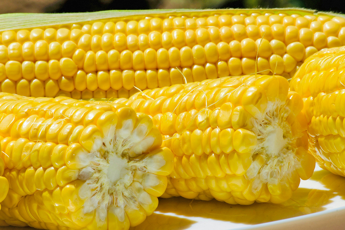 Close-up of cooked corn on the cob with the husks off and the tips cut off.