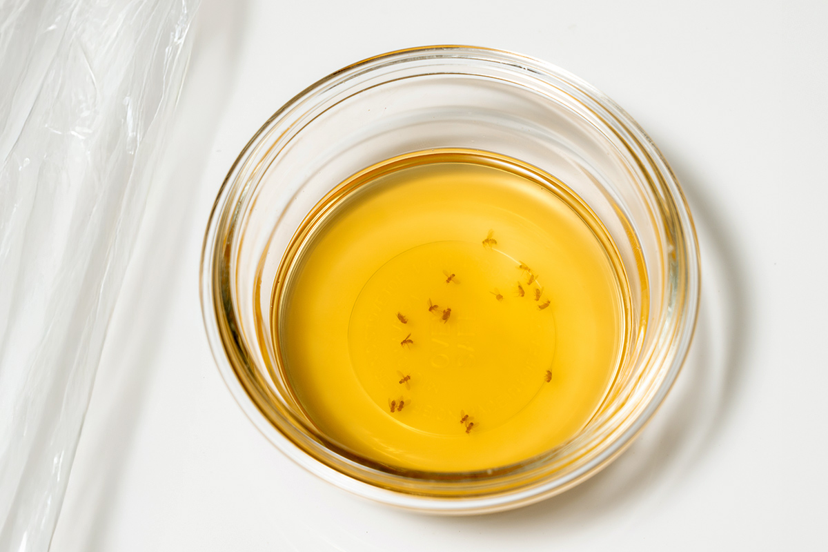 Fruit Fly Invasion? Here’s How To Get Rid of Them