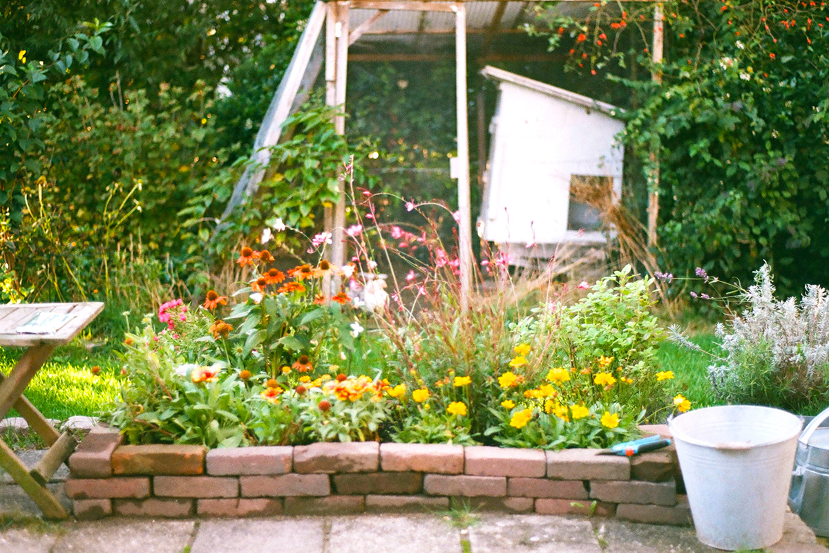 A lush garden with brick pavers, flowers of various colors and heights, and a chicken coop in the far background.
