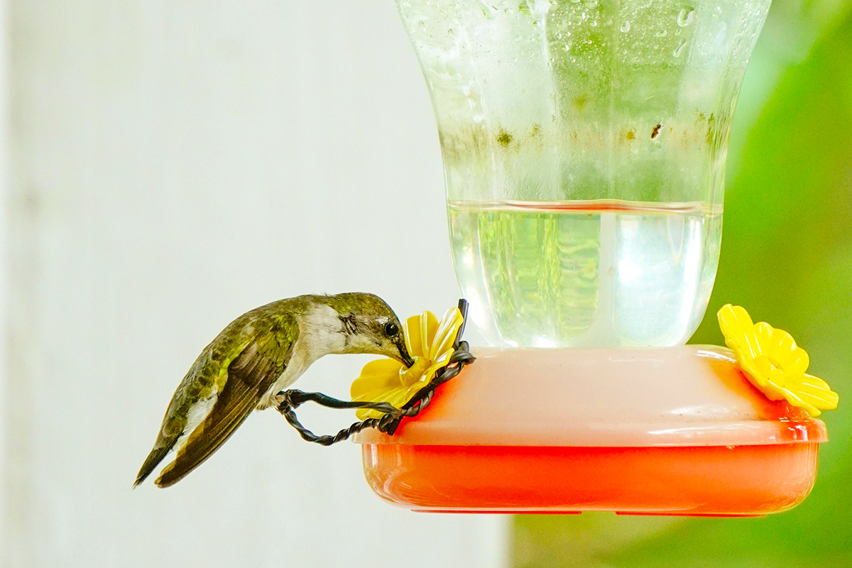 This Easy Upgrade Turns Your Feeder Into a Hummingbird Magnet