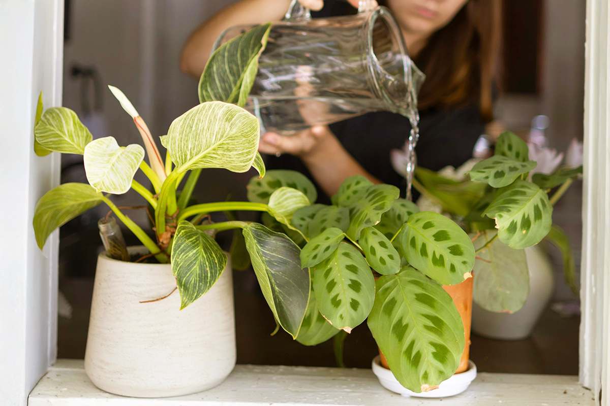 Use Leftover Cooking Water To Nourish Your Plants