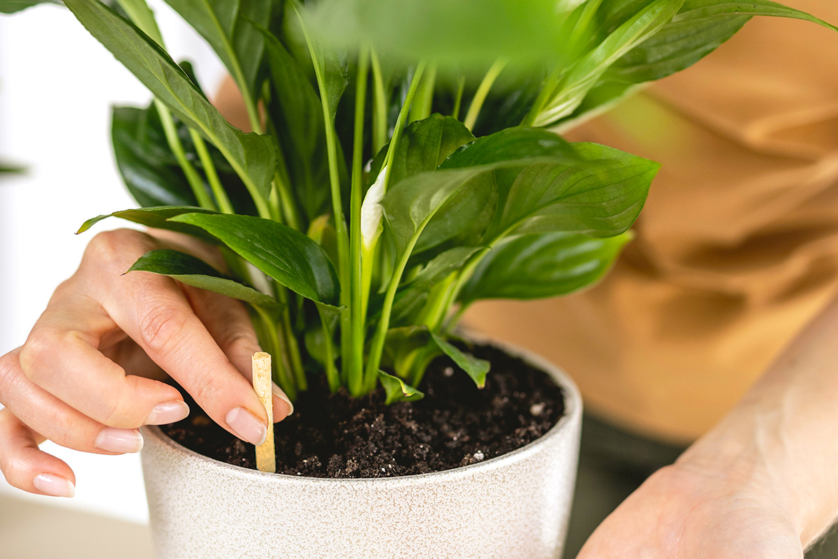Never Overwater Plants Again Thanks to This Hack