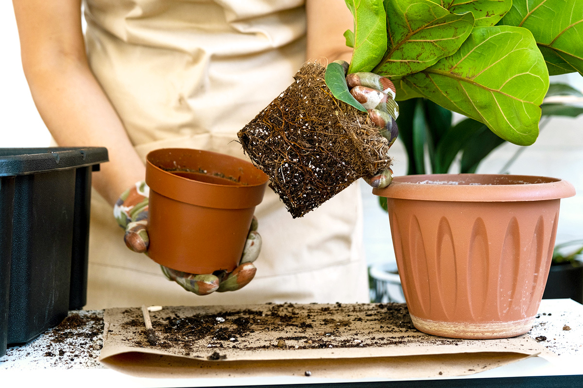 Always Get a Perfect Fit When Repotting Plants