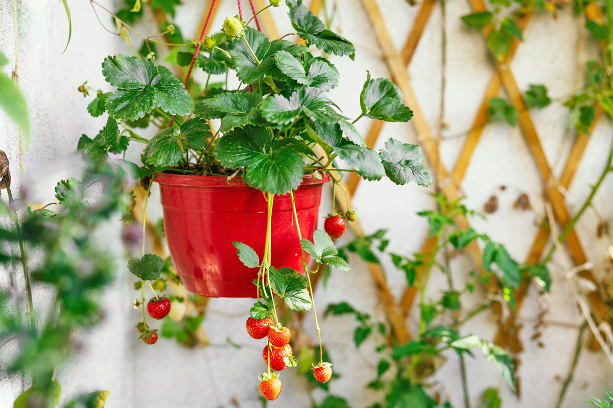 How To Turn One Strawberry Plant Into Many