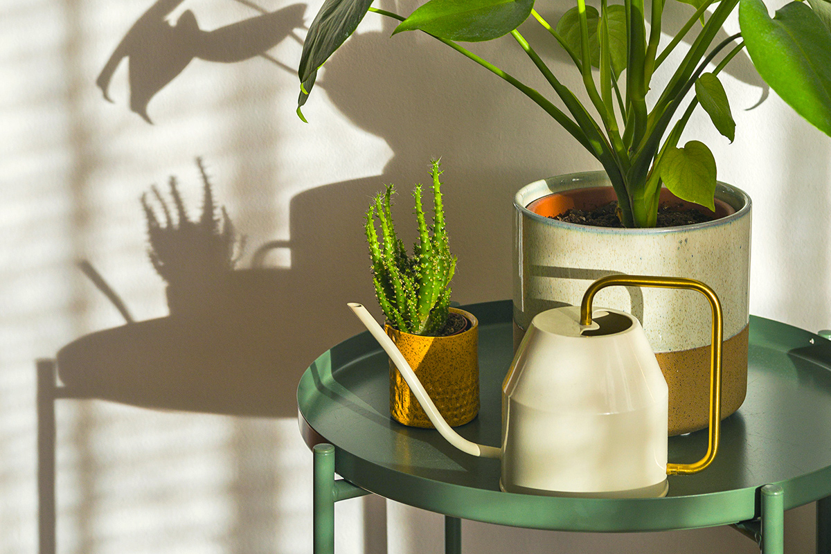 Decorative Pots Could Be Killing Your Houseplants