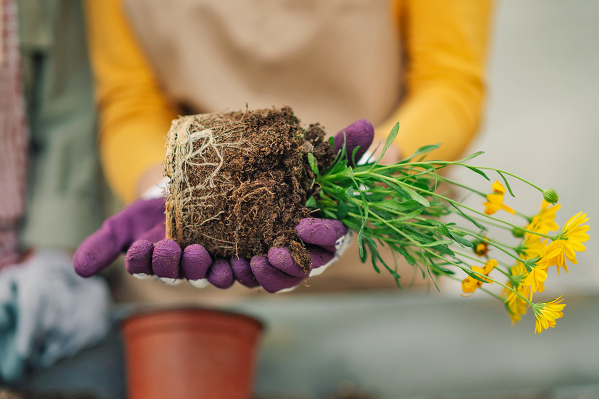 Don’t Make This Mistake When Repotting Houseplants