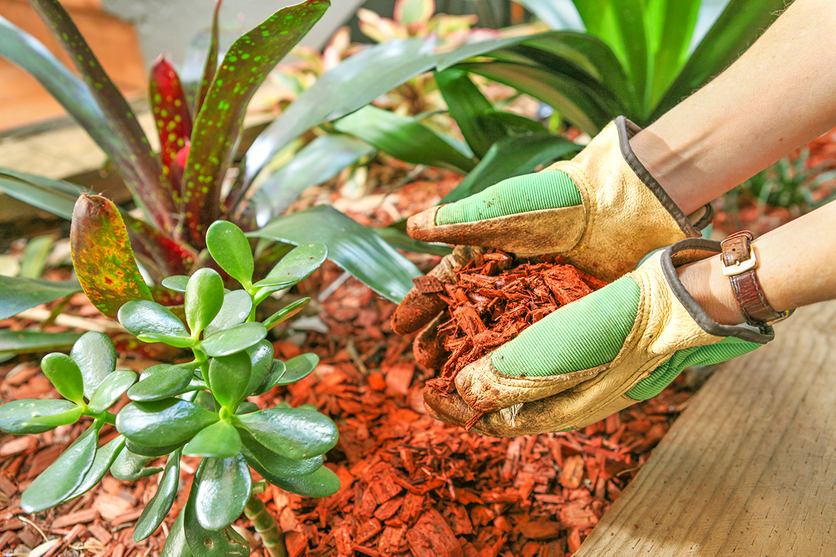 Anonymous person holding a handful of mulch next to a garden bed full of succulents.