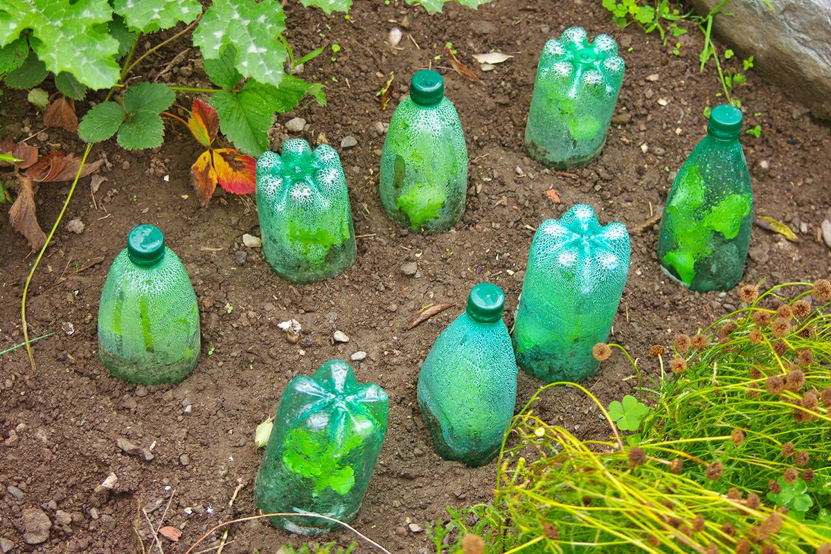 Several soda bottles cut in half to create cloches to cover young lettuce plants, protecting them from the cold.