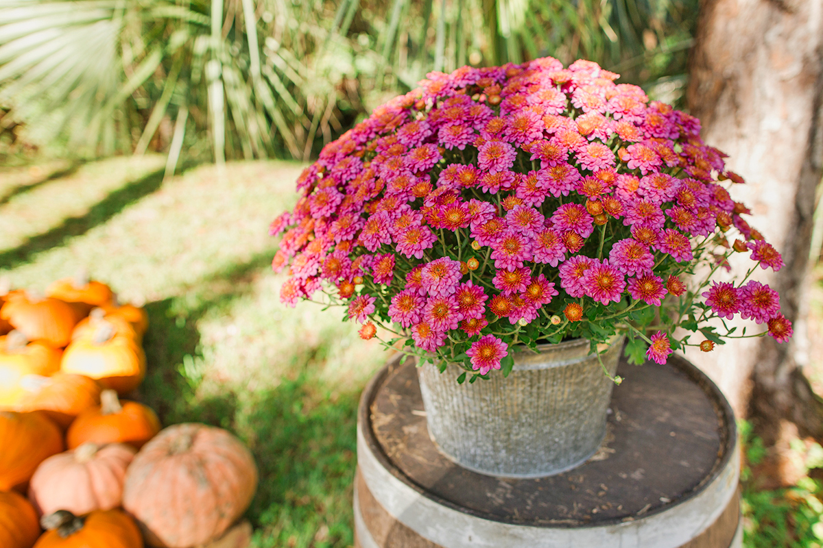 A metal pot of bright pink mums on a barrel with a cluster of pumpkins in the background.