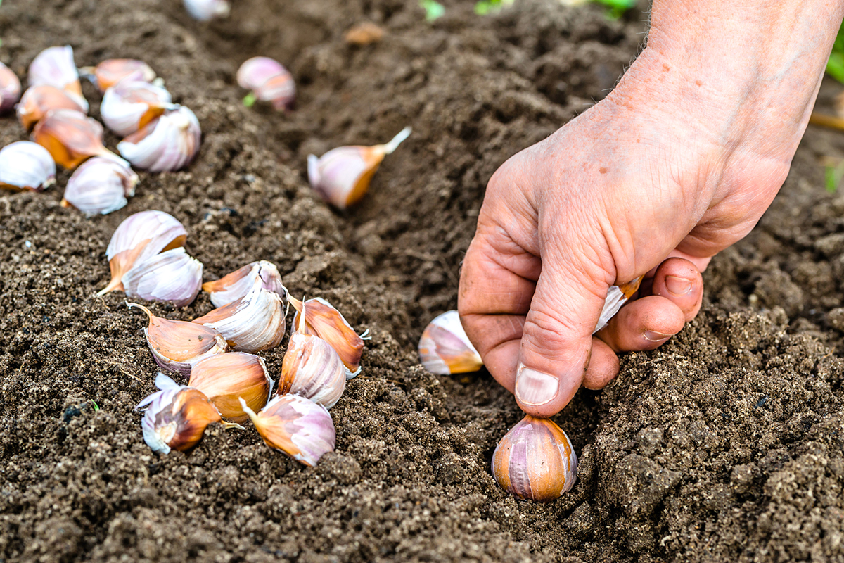 Anonymous person planting cloves of garlic in soil.