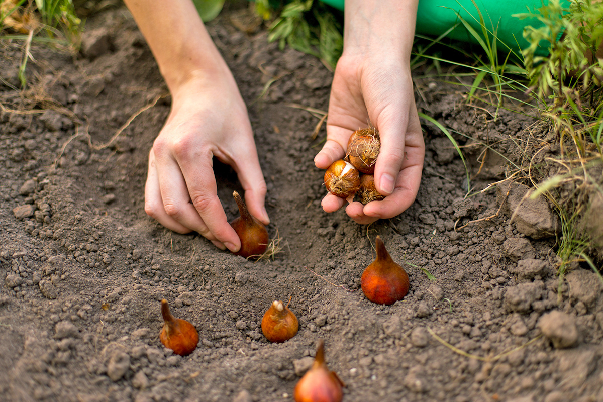 The hands of an anonymous person planting flower bulbs in the dirt.