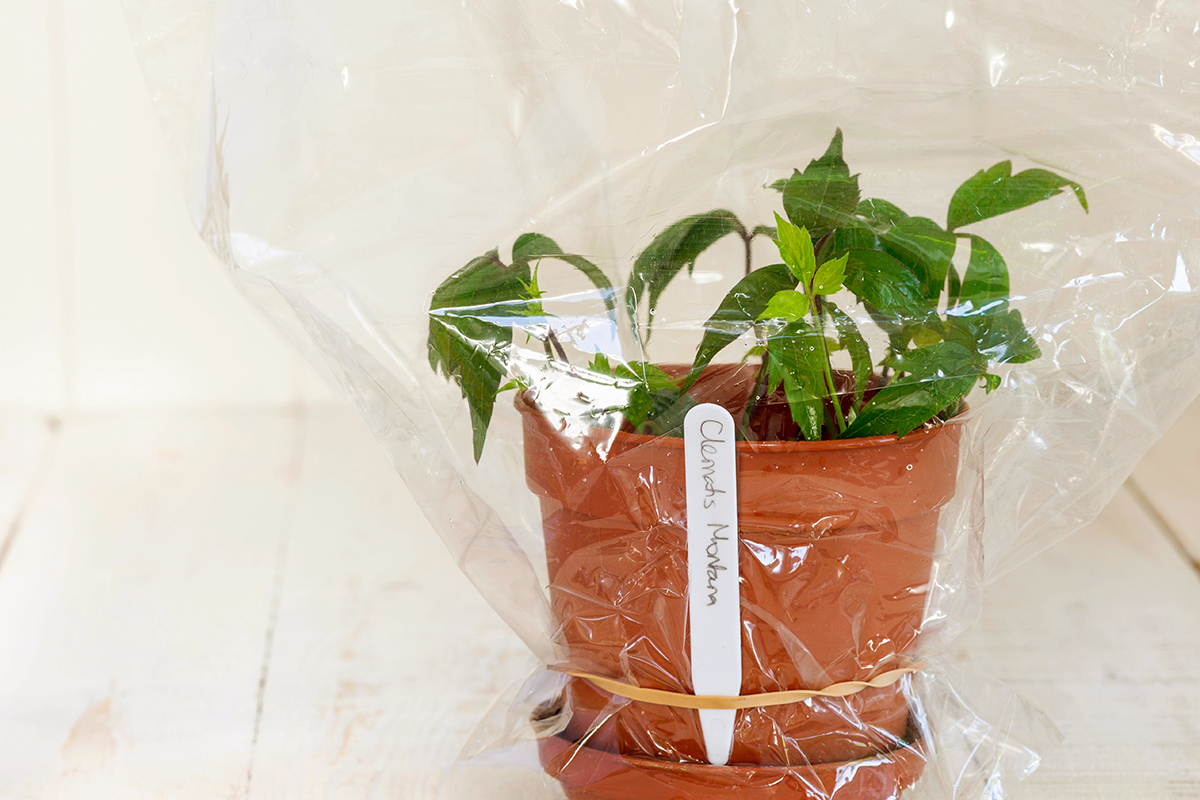 How One Plastic Bag Can Boost Your Plants’ Growth