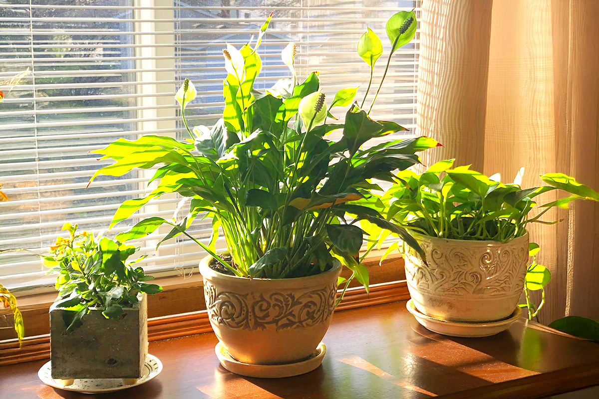 3 Signs Your Plant Needs a Bigger Pot