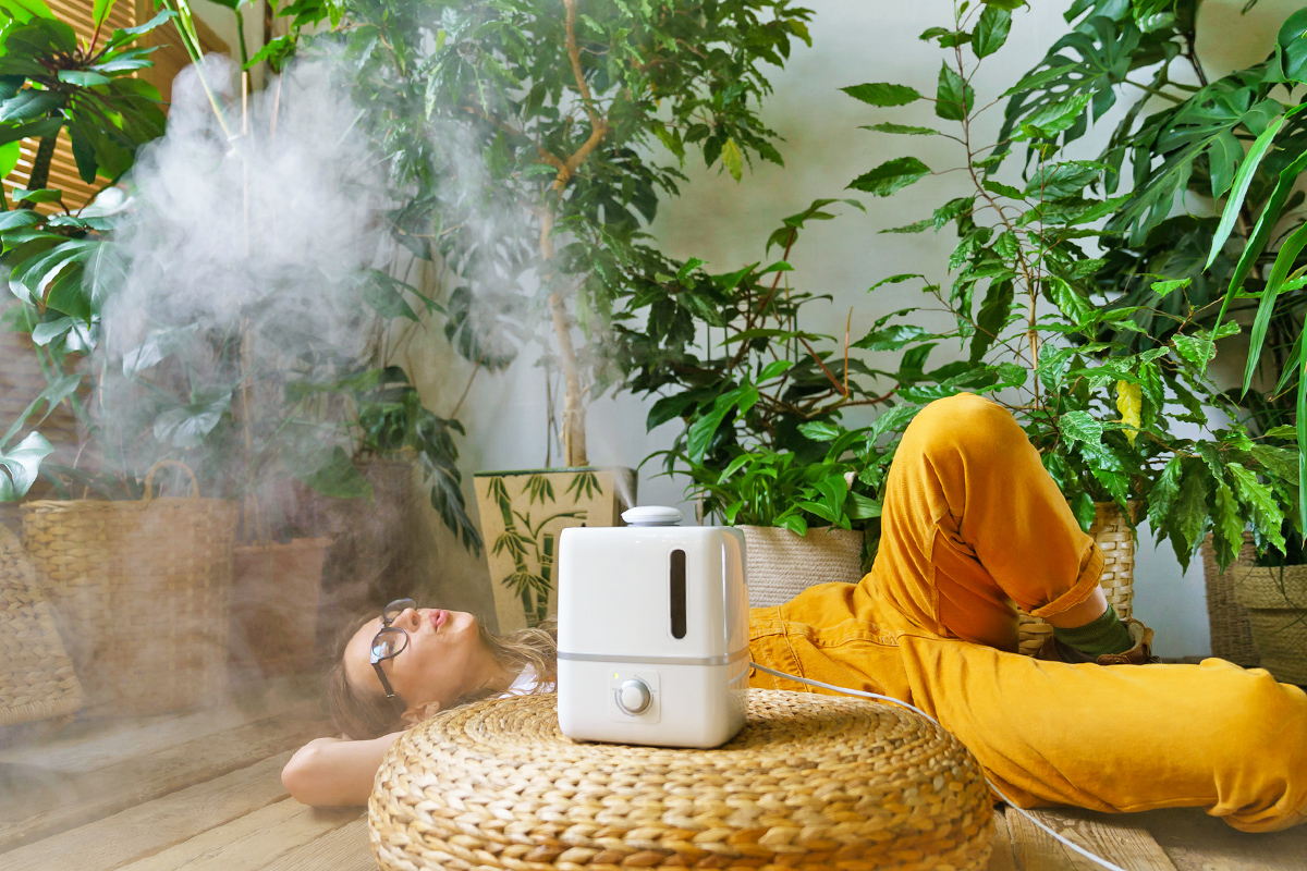 Place Your Humidifier Here for Healthier Plants